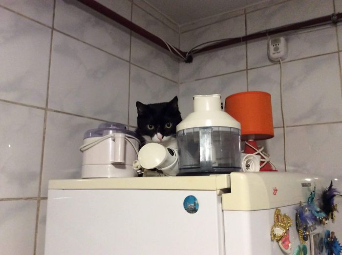 She Likes To Hang Out On The Fridge