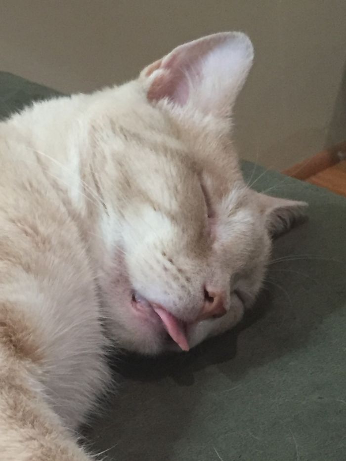 Iz Really A Komodo Dragon.