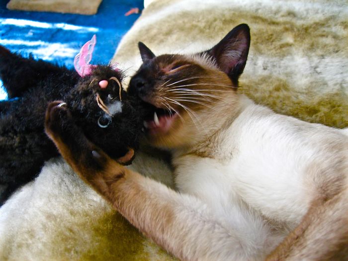 Stanley Killed Dolly The Beanie Baby.