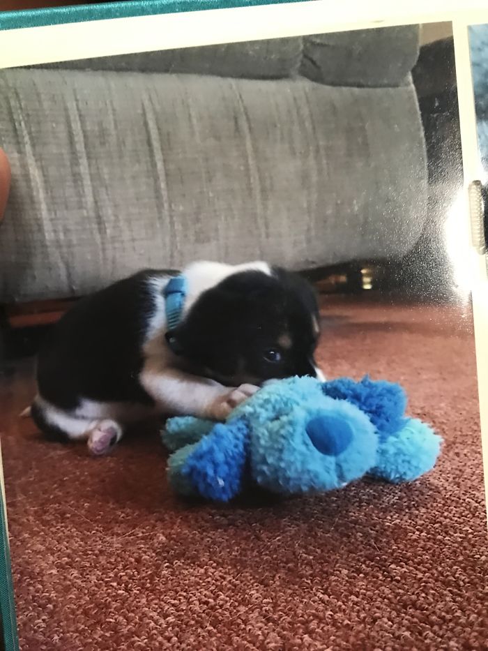 Whiskey 9 Weeks Vs 2 Years With The Same Toy!