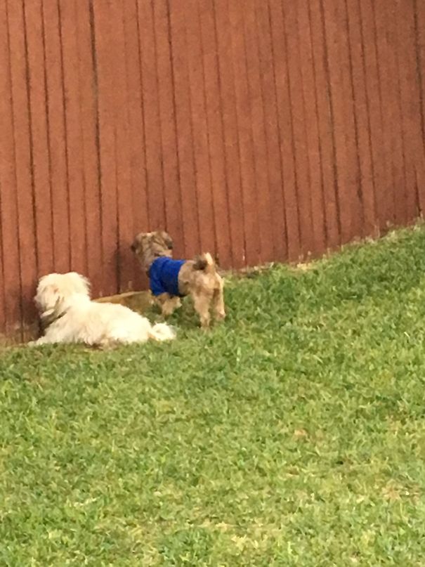 Stalking The Neighbors Lol