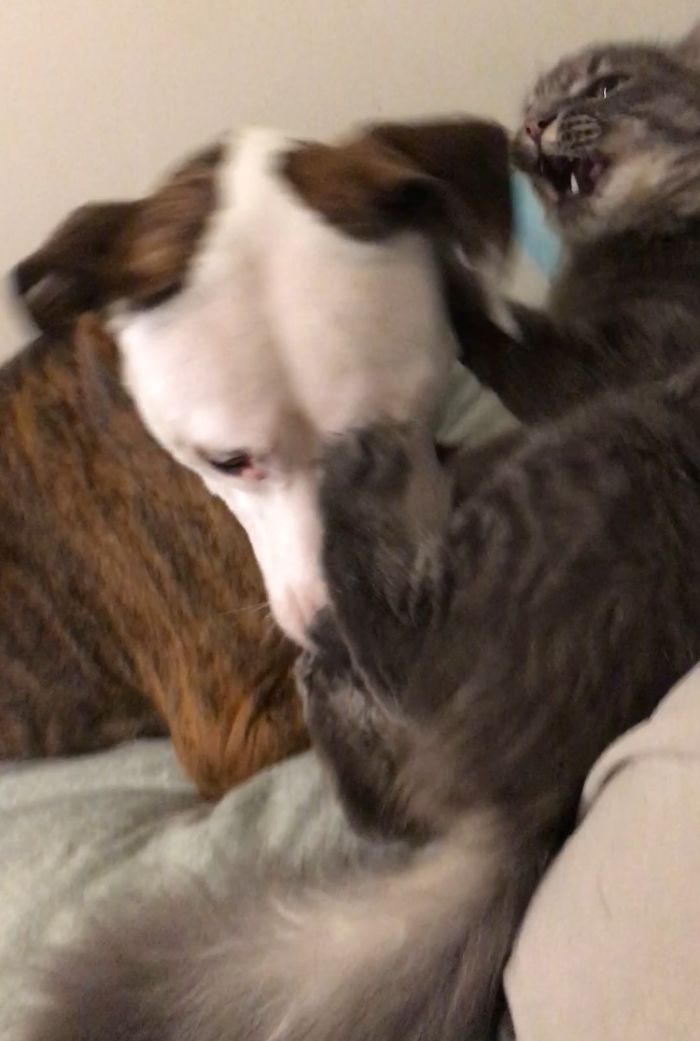 Playing With Our Pitt Lol