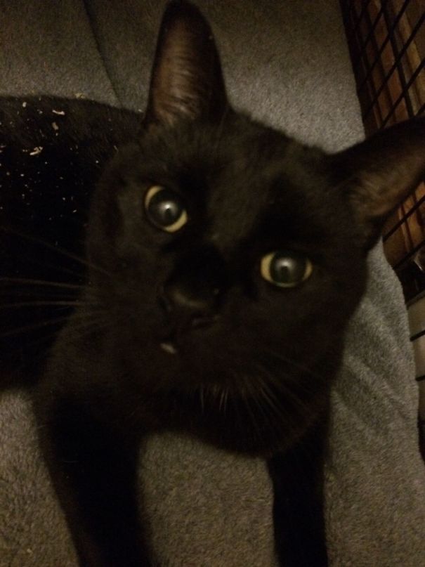 We Got Home From Dinner And Found Our Cat Salem Had Helped Himself To Catnip