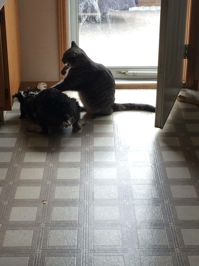 Making Sure The Dog Knows His Place.