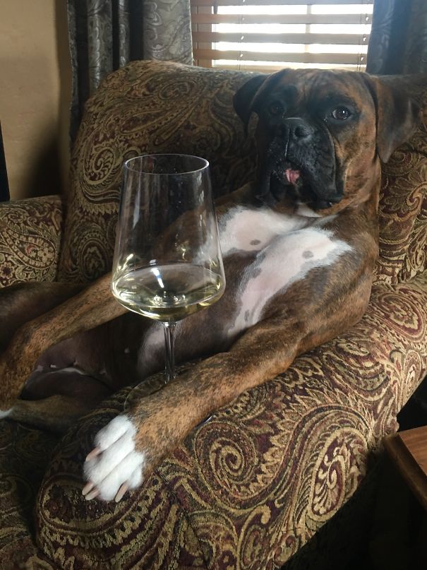 The Polk, Pennsylvania Pinot Puppy. Not Staged, She Poured The Wine Herself.