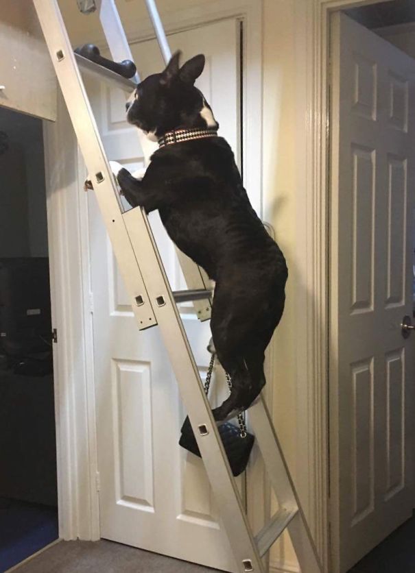 Tried To Keep It Away From Him, But He Was Determined...