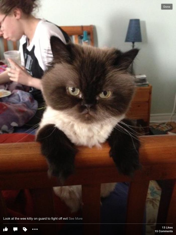 Secret Service Cat Always Watches Over My Daughter