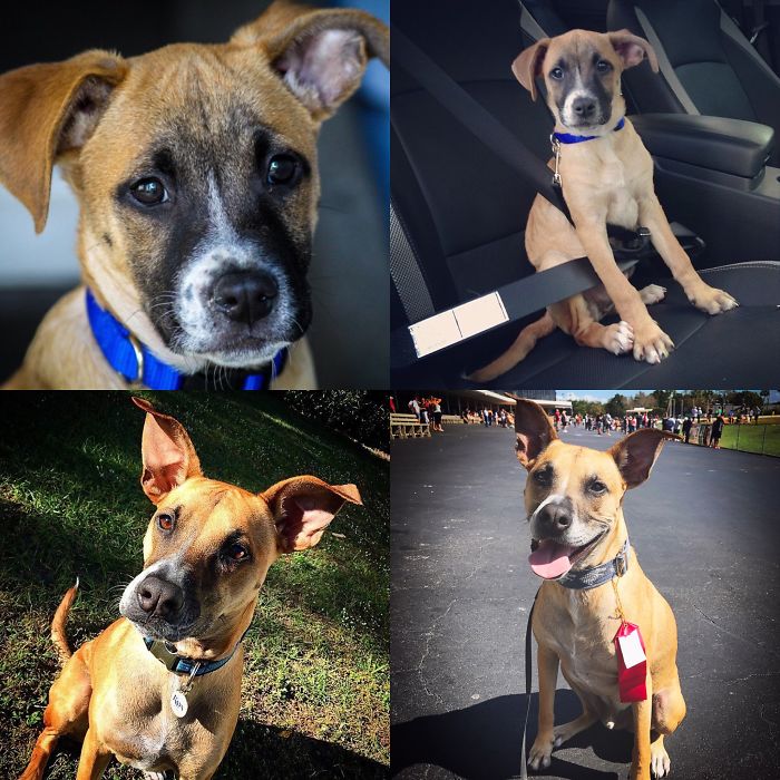 Life With Hunter S. Camunas (aka Gonzo Pup)