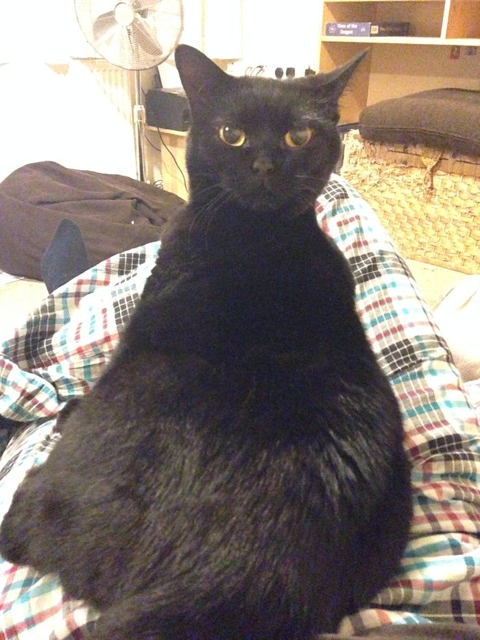 My Cat Is Possessed, Somebody Call The Excorsist