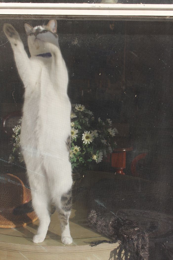 Just Another Dancing Queen