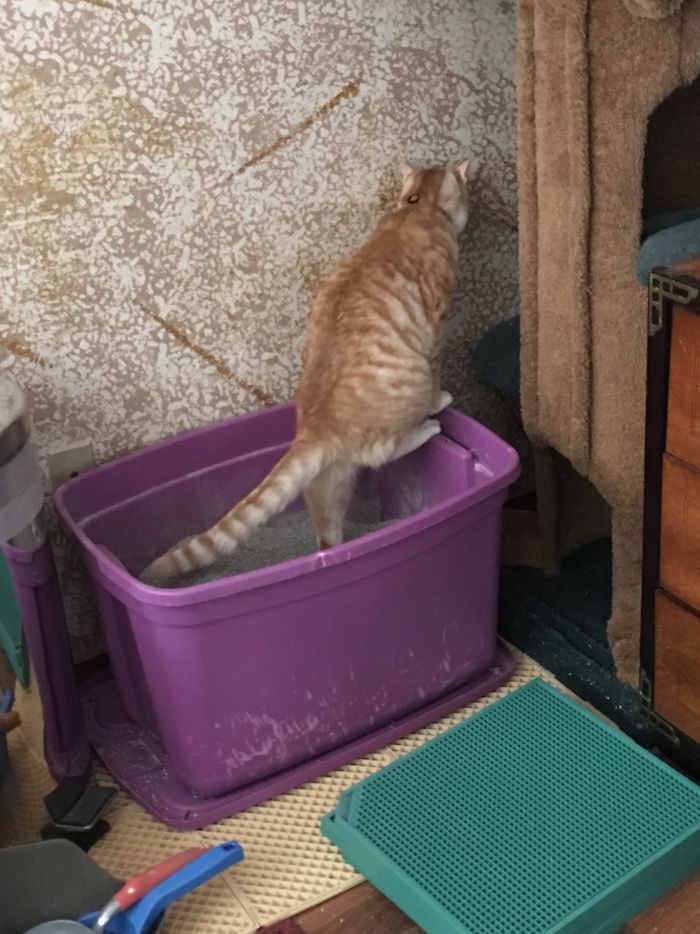 Kylo Hates The Smell Of His Poop. He Always Has His Nose As Far Away As Possible. Then He Buries It For 3- 4 Minutes.