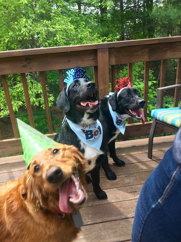 Celebrating Their 1st Birthday. My Dog Is The Photogenic One. Can You Tell?
