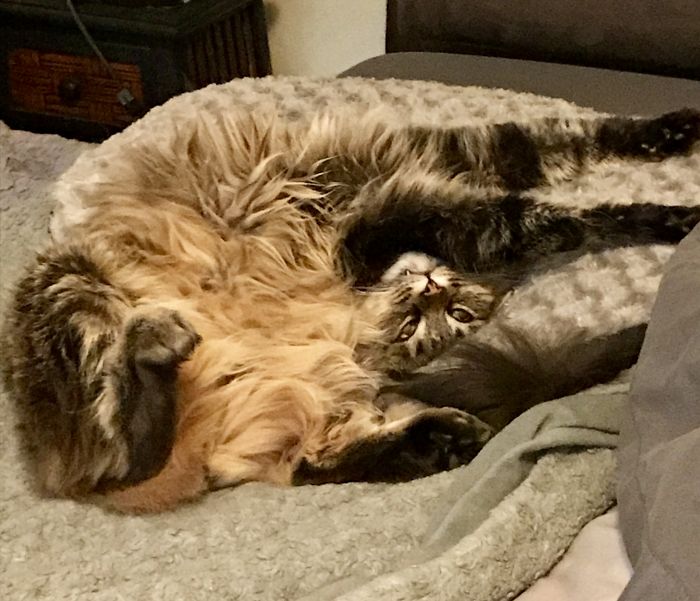 This Is Mr. Squeekles, My Maine Coon. He's A Part-time Meowdel