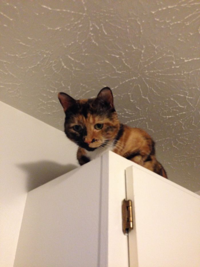 When You Can't Find Mittens, Look Up.