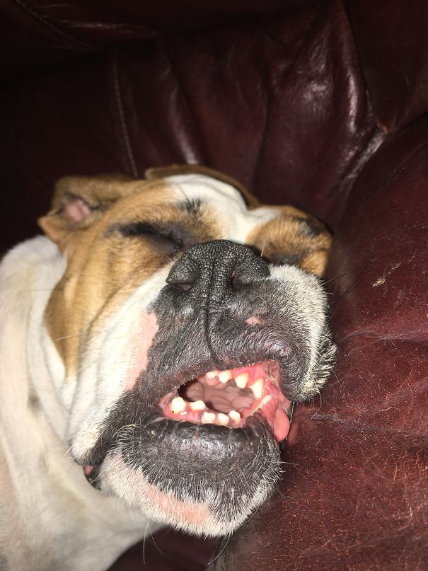 My Dog Always Finds A Way To Show Her Teeth While She's Asleep.