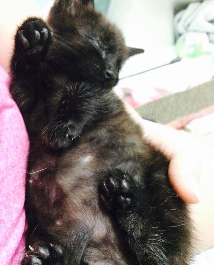 Meet Inky, The Kitten With No Eyelids Meet Inky, The Kitten With No Eyelids