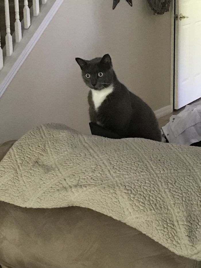 You'd Think It Was Her First Time Seeing A Dog But No... Meet Sparkles!