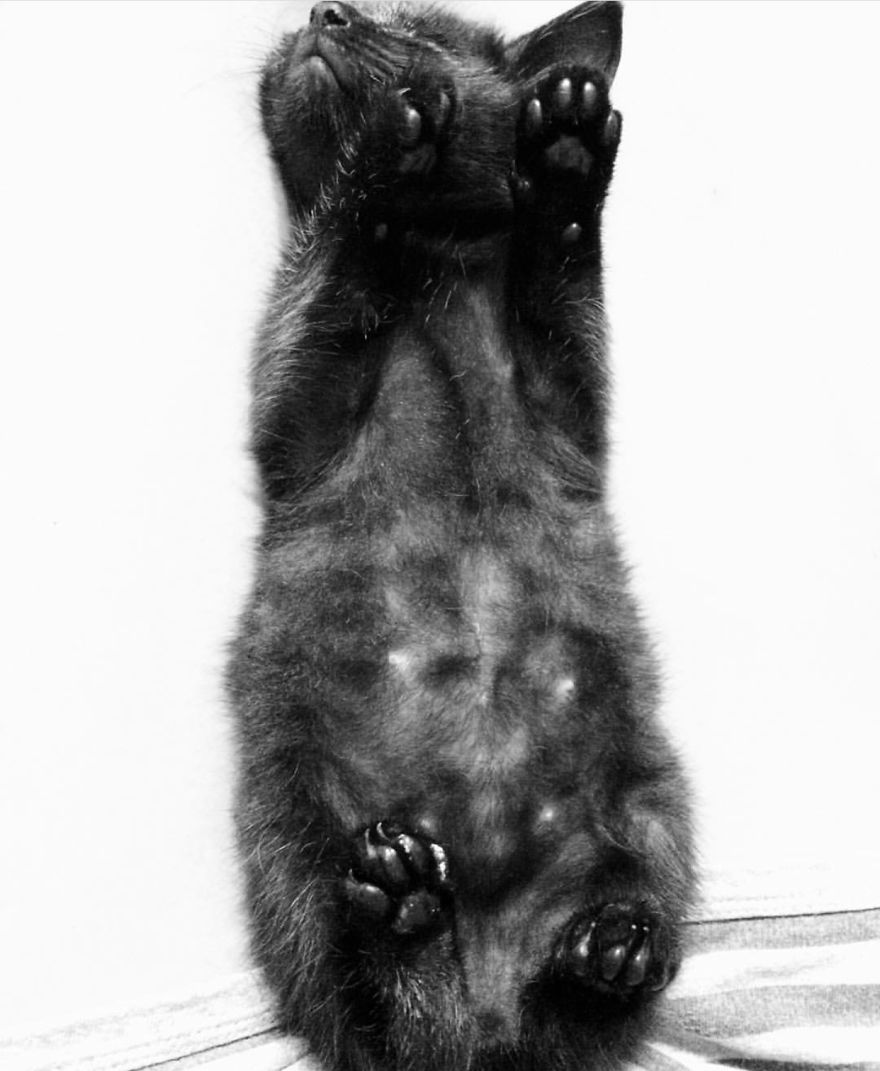 Meet Inky, The Kitten With No Eyelids Meet Inky, The Kitten With No Eyelids