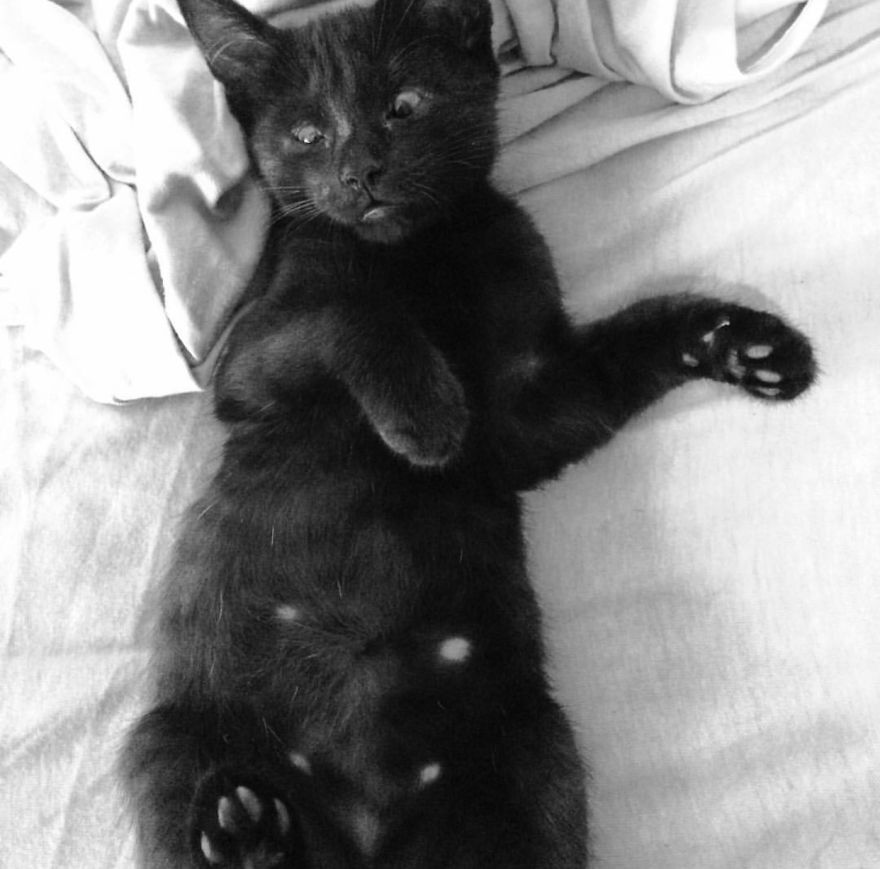 Meet Inky, The Kitten With No Eyelids