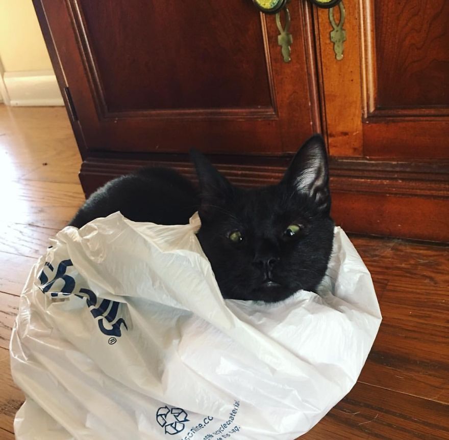 Meet Inky, The Kitten With No Eyelids Meet Inky, The Kitten With No Eyelids