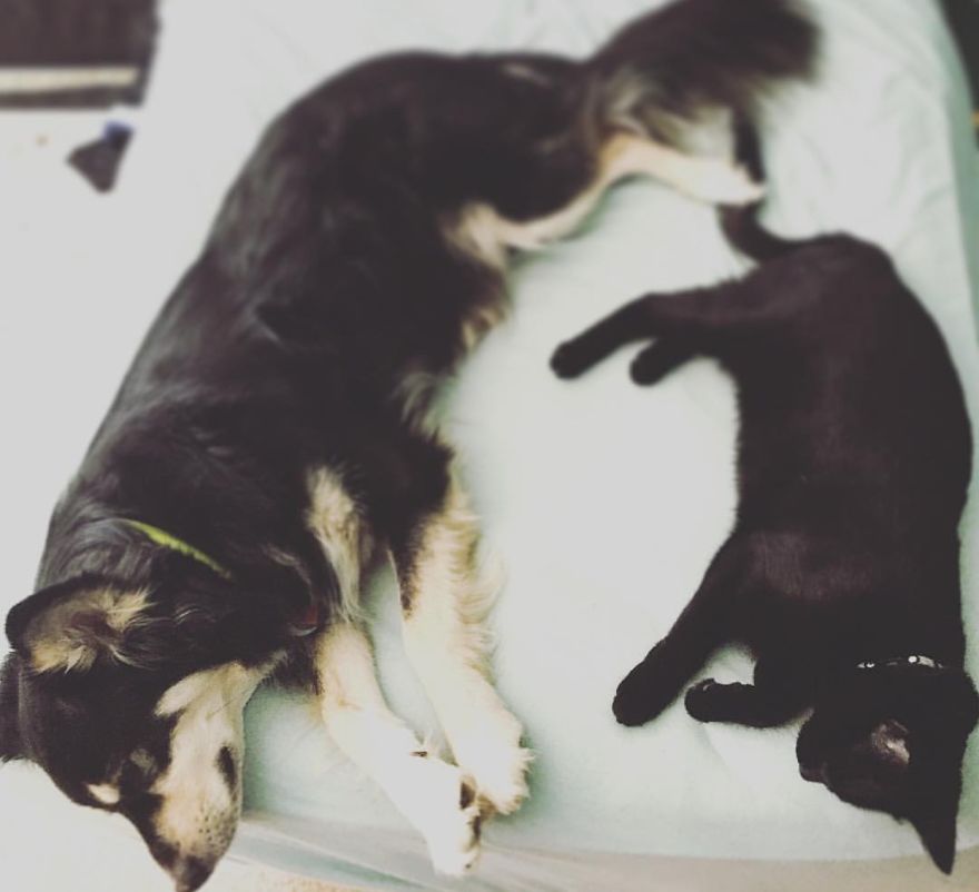 Meet Inky, The Kitten With No Eyelids Meet Inky, The Kitten With No Eyelids