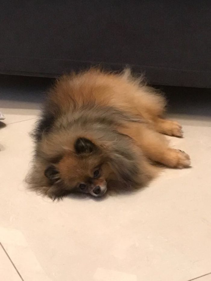 Say Hello To Voodoo! Just As Lazy As His Mom E.e (1 Month Vs 3 Yrs)