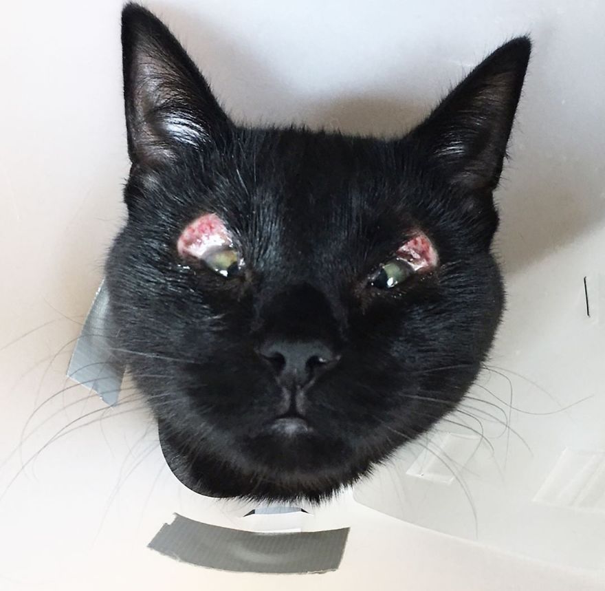 Meet Inky, The Kitten With No Eyelids Meet Inky, The Kitten With No Eyelids