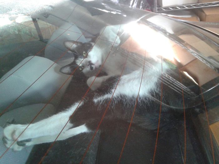 My Cat Sneaks Into My Car Just To Chill By The Back Window.