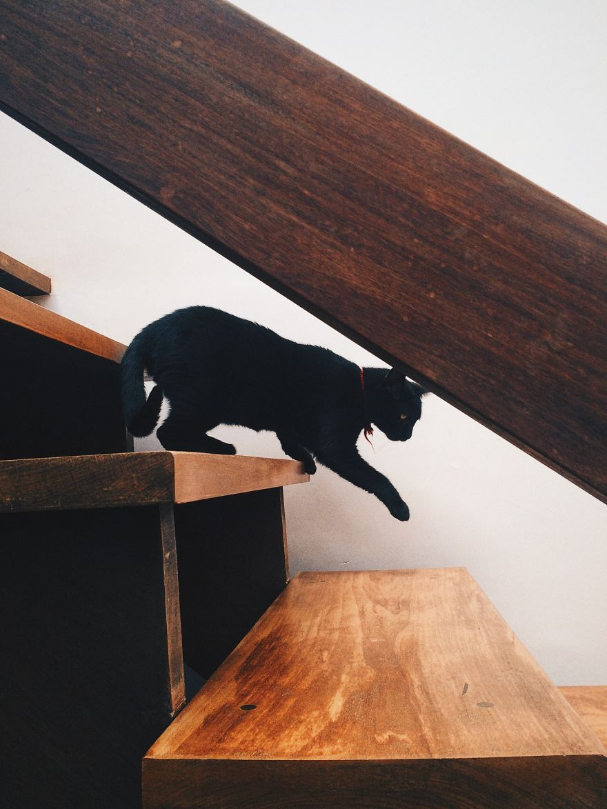 My Family And I Were Adopting Rescued Pets Since 2009 And This Is What We Got My Family And I Were Adopting Rescued Pets Since 2009 And This Is What We Got