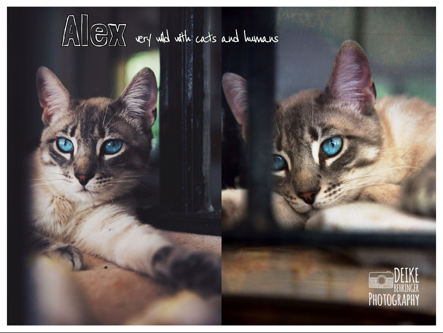 I Photographed Homeless Cats In A Rescue Center That Nobody Wants I Photographed Homeless Cats In A Rescue Center That Nobody Wants