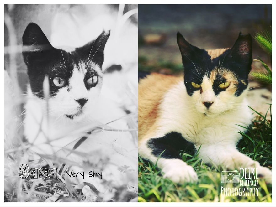 I Photographed Homeless Cats In A Rescue Center That Nobody Wants