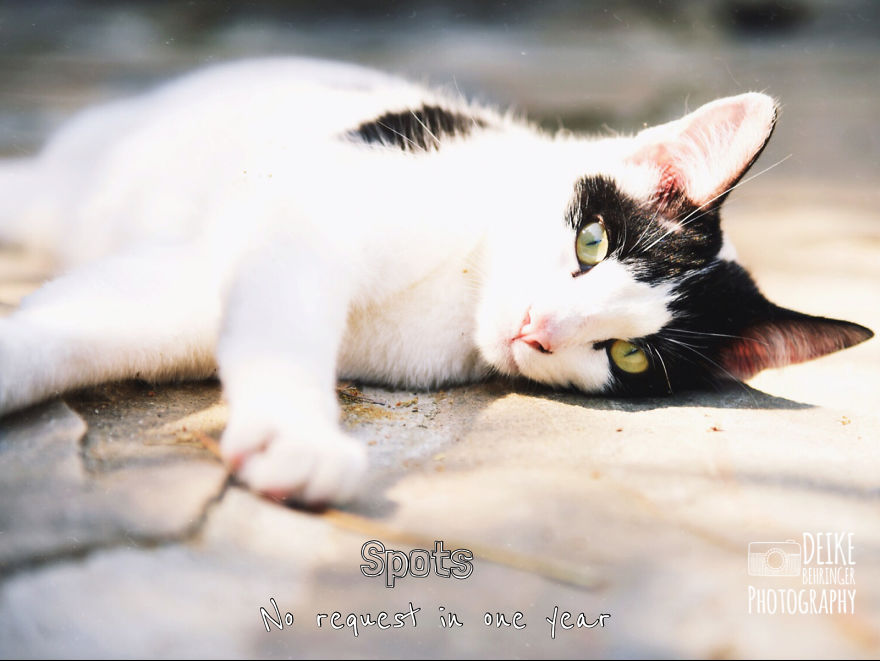 I Photographed Homeless Cats In A Rescue Center That Nobody Wants I Photographed Homeless Cats In A Rescue Center That Nobody Wants