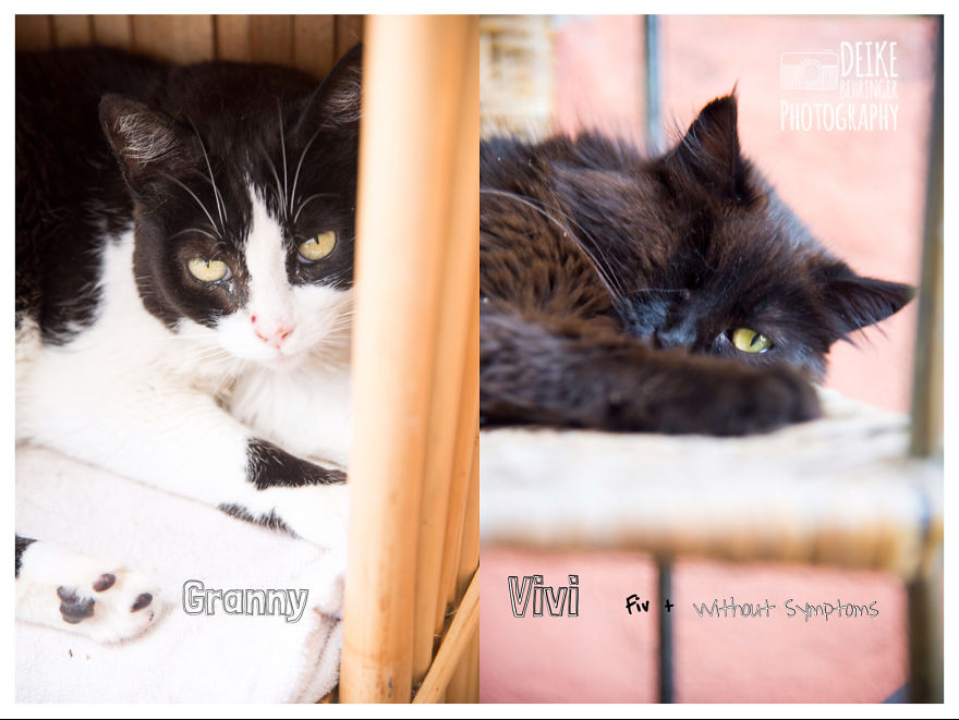 I Photographed Homeless Cats In A Rescue Center That Nobody Wants