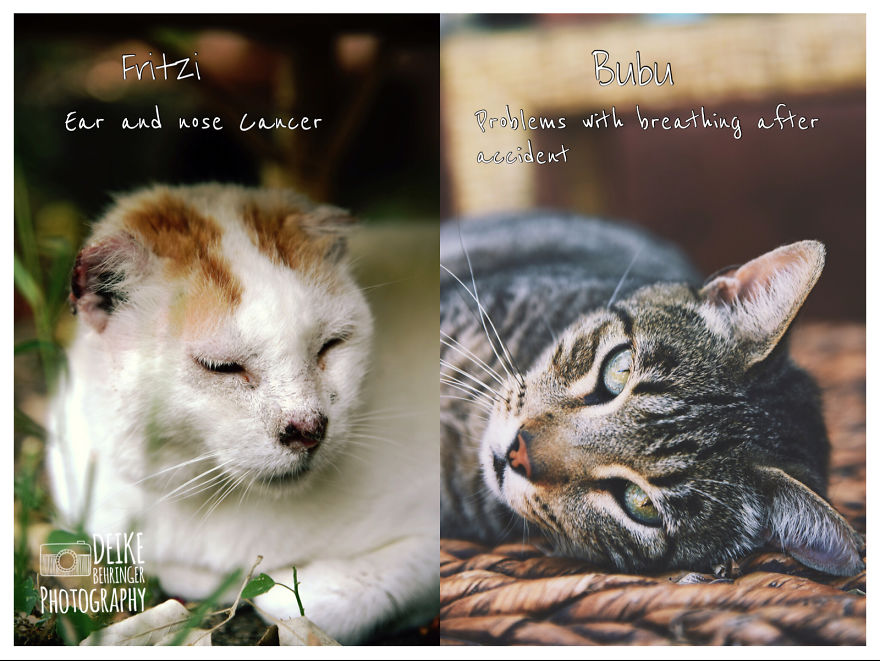 I Photographed Homeless Cats In A Rescue Center That Nobody Wants