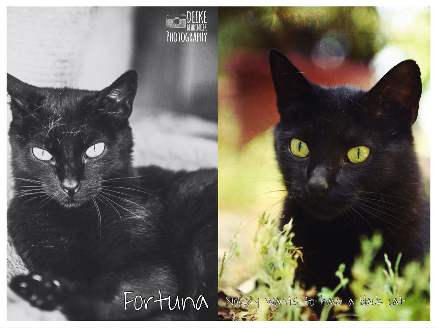 I Photographed Homeless Cats In A Rescue Center That Nobody Wants