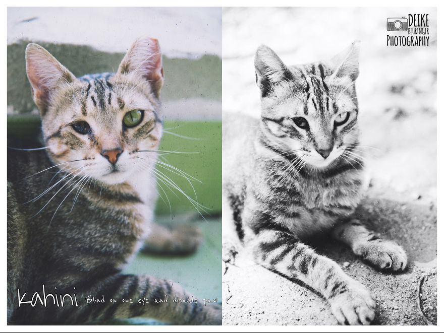 I Photographed Homeless Cats In A Rescue Center That Nobody Wants