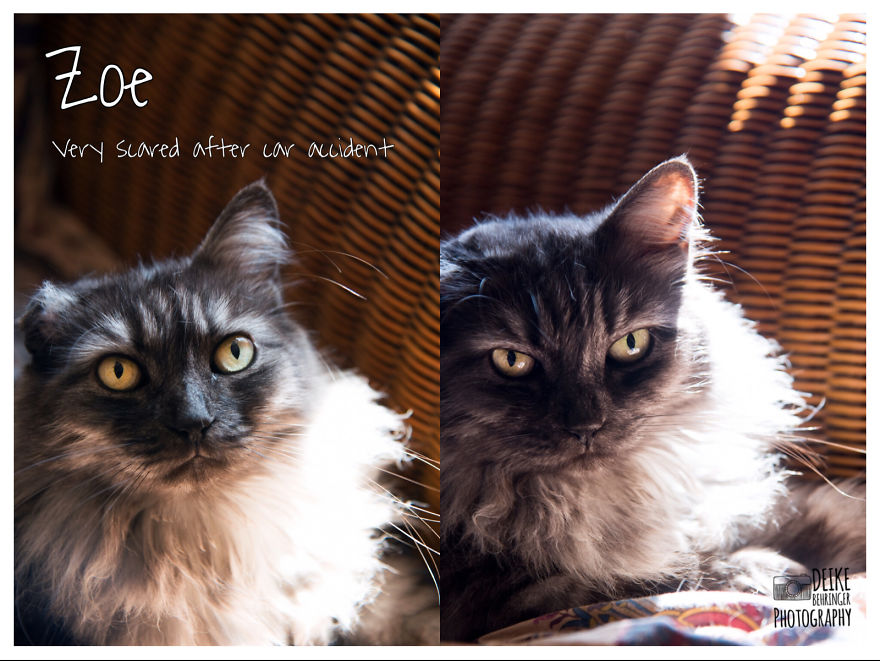 I Photographed Homeless Cats In A Rescue Center That Nobody Wants I Photographed Homeless Cats In A Rescue Center That Nobody Wants