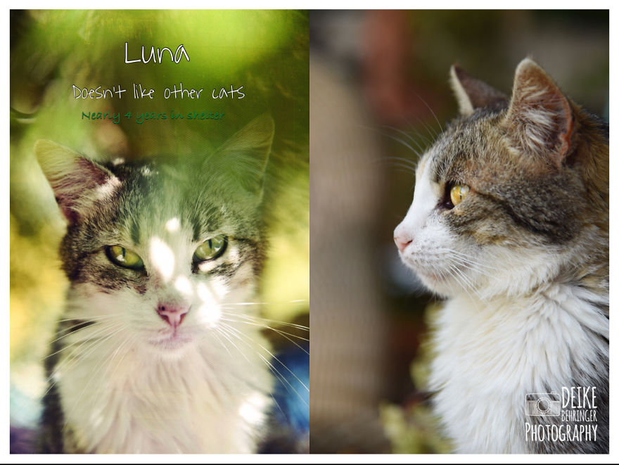 I Photographed Homeless Cats In A Rescue Center That Nobody Wants