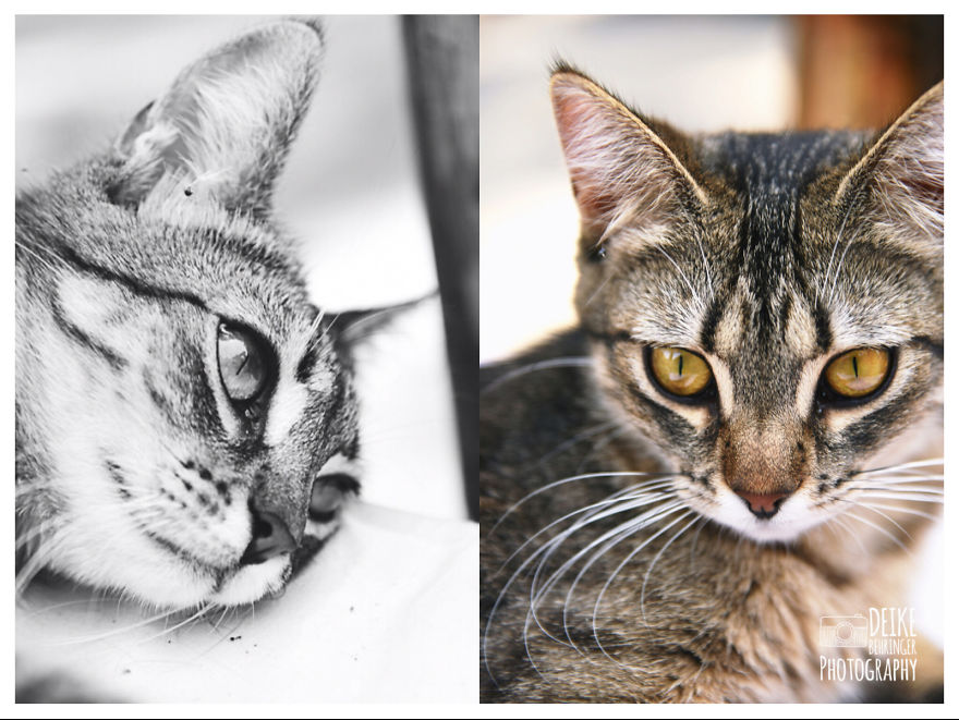 I Photographed Homeless Cats In A Rescue Center That Nobody Wants