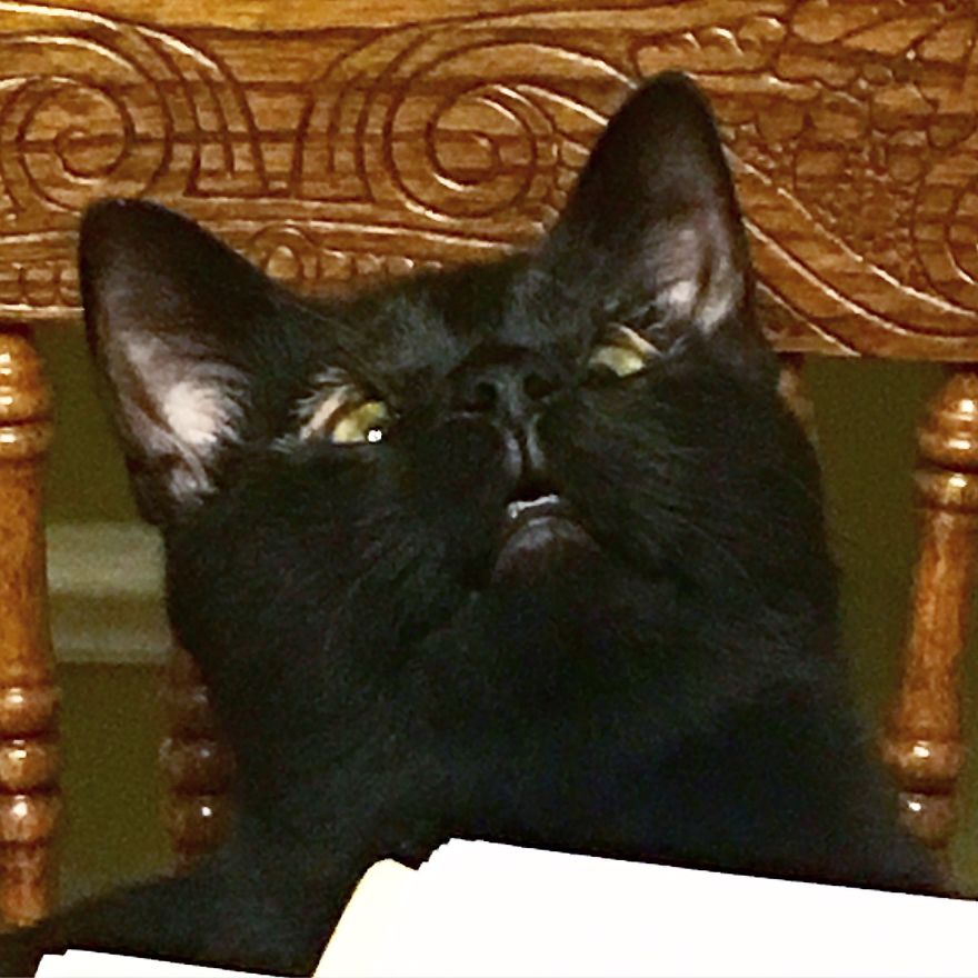 Meet Inky, The Kitten With No Eyelids Meet Inky, The Kitten With No Eyelids