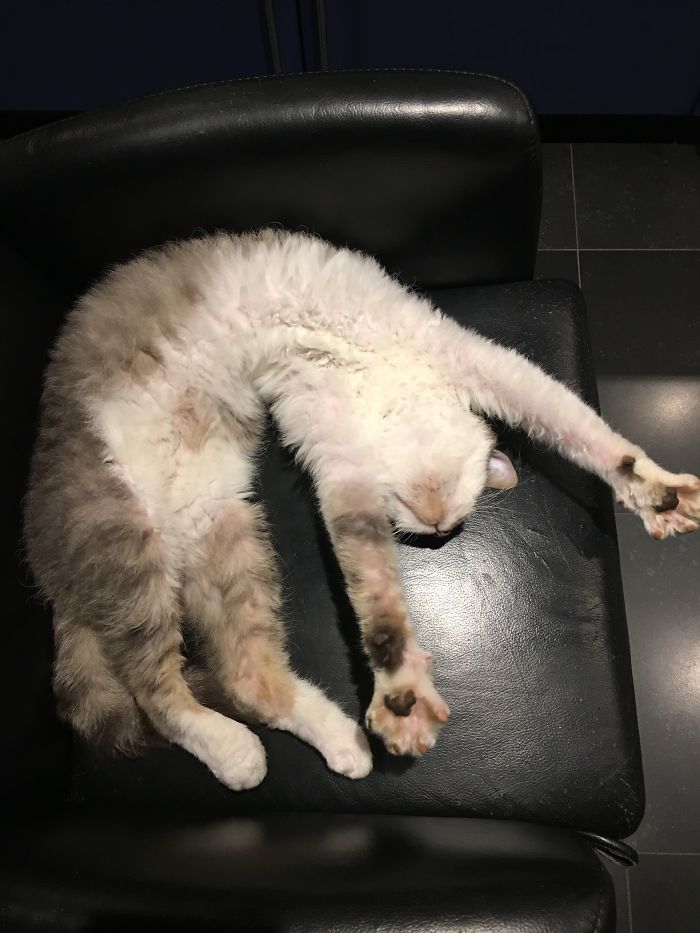 My Cat Knows His Yoga Moves