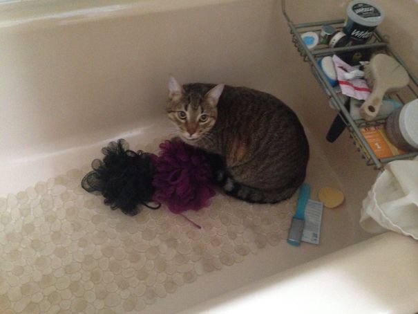 The Mass Sponge Migration From My Bathroom Explained.