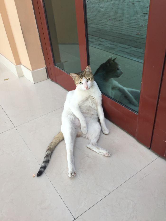 This Is The Cat That Watches Us Do Yoga-sits Like This Every Time