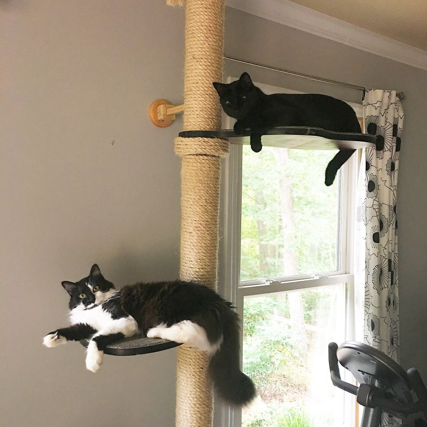 Meet Inky, The Kitten With No Eyelids Meet Inky, The Kitten With No Eyelids