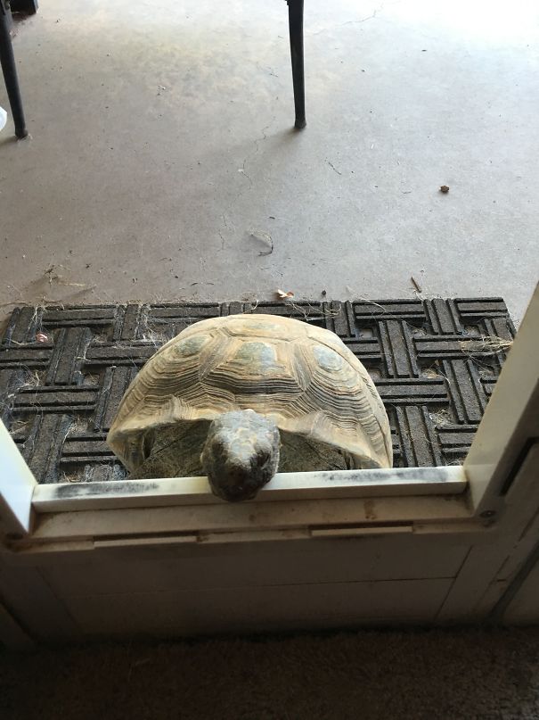 Franklin Breaking In Through The Dog Door