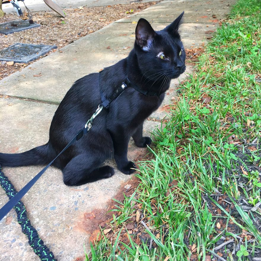 Meet Inky, The Kitten With No Eyelids Meet Inky, The Kitten With No Eyelids