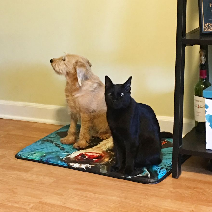 Meet Inky, The Kitten With No Eyelids