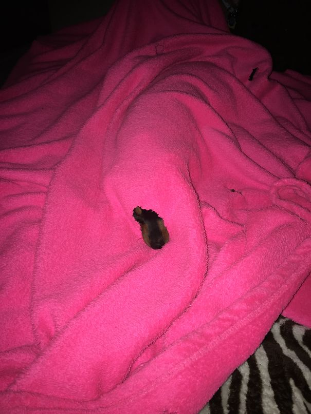 Loki Chews Holes When She Is Cold But Can't Breathe