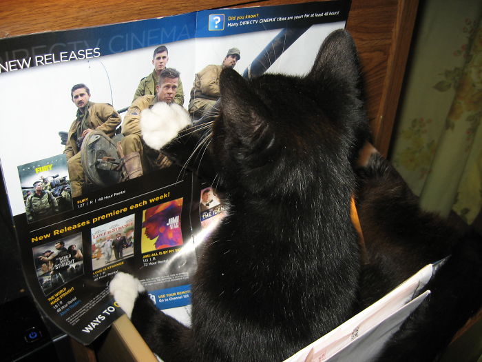 Boots Reading His Junk Mail