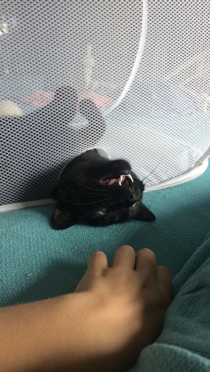 Meet Inky, The Kitten With No Eyelids